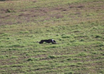 La galga zamorana Sombra de Cacheva se alza con la I Copa Diputaci&oacute;n en la final de Palacios de Goda (3&ordm; Fotograf&iacute;a)