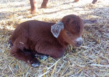 El reba&ntilde;o de cabras guisandesas de la Diputaci&oacute;n podr&iacute;a duplicarse esta primavera: en cinco d&iacute;as nacen seis cr&iacute;as