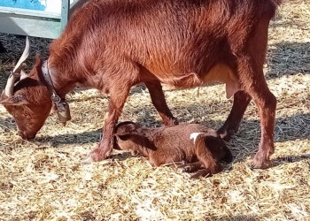 El reba&ntilde;o de cabras guisandesas de la Diputaci&oacute;n podr&iacute;a duplicarse esta primavera: en cinco d&iacute;as nacen seis cr&iacute;as (2&ordm; Fotograf&iacute;a)
