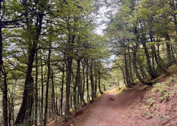 La Diputación impulsa tres talleres de gestión forestal para promover la prevención de incendios