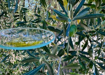 Reconocimiento definitivo de la UE a la DOP AOVE del Valle del Tiétar