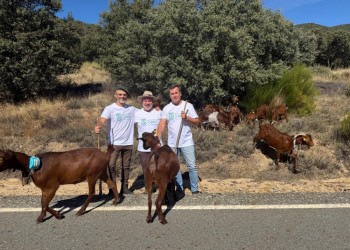 Las cabras guisandesas de la Diputación trashuman hacia Madrid para difundir el valor del pastoreo