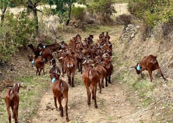 Las cabras guisandesas de la Diputación trashuman hacia Madrid para difundir el valor del pastoreo (2º Fotografía)