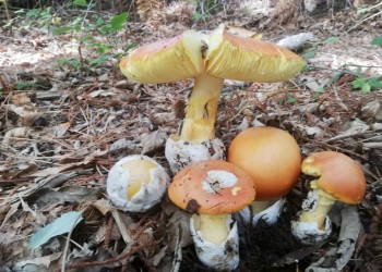 La Diputación celebra el XXVII curso ‘Conoce los hongos de Ávila’ con cuatro rutas por los ecosistemas de la provincia